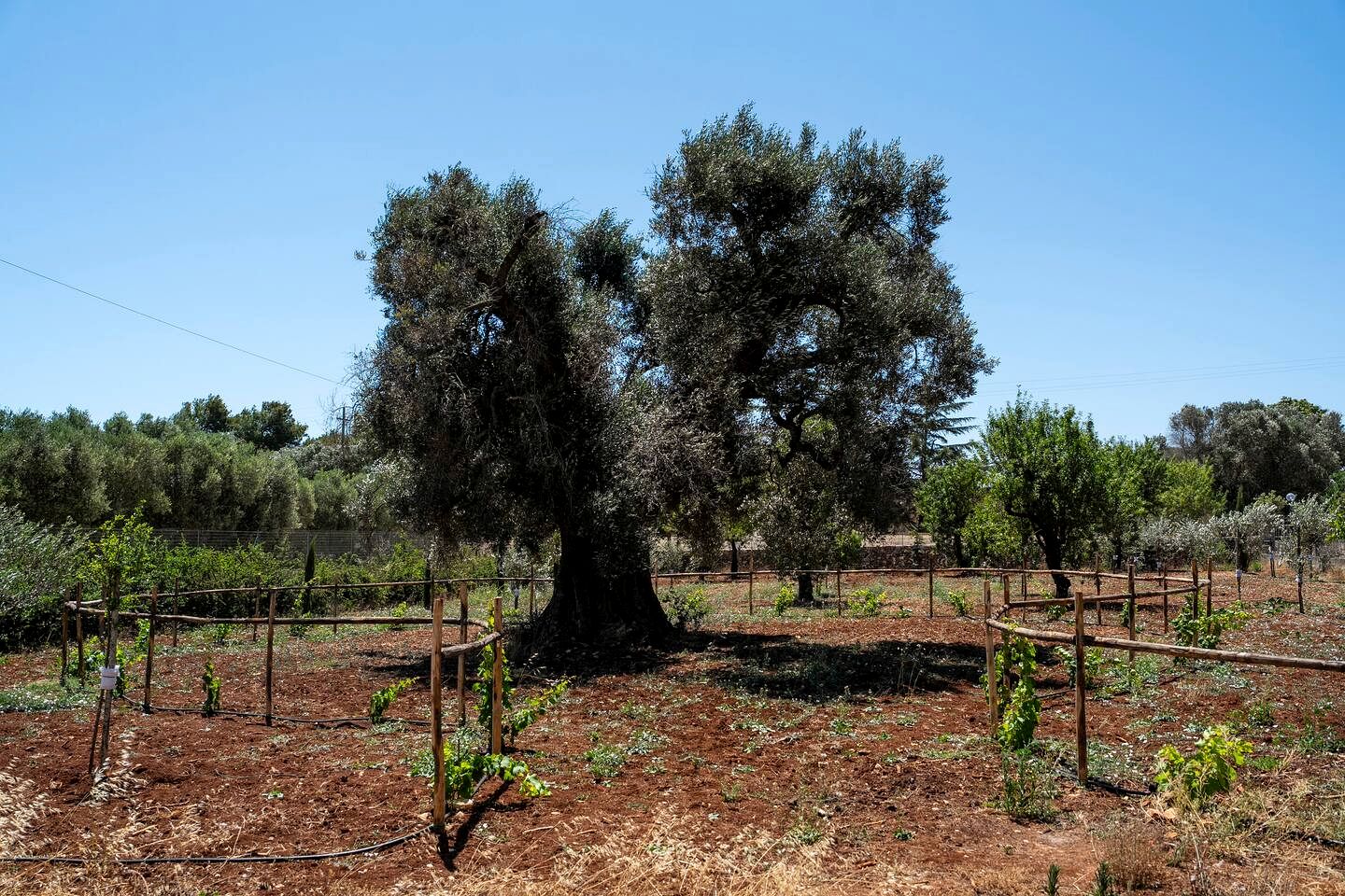 Elegant Private Villa with Pool, Garden Oasis & Authentic Italian Charm in Puglia, Italy