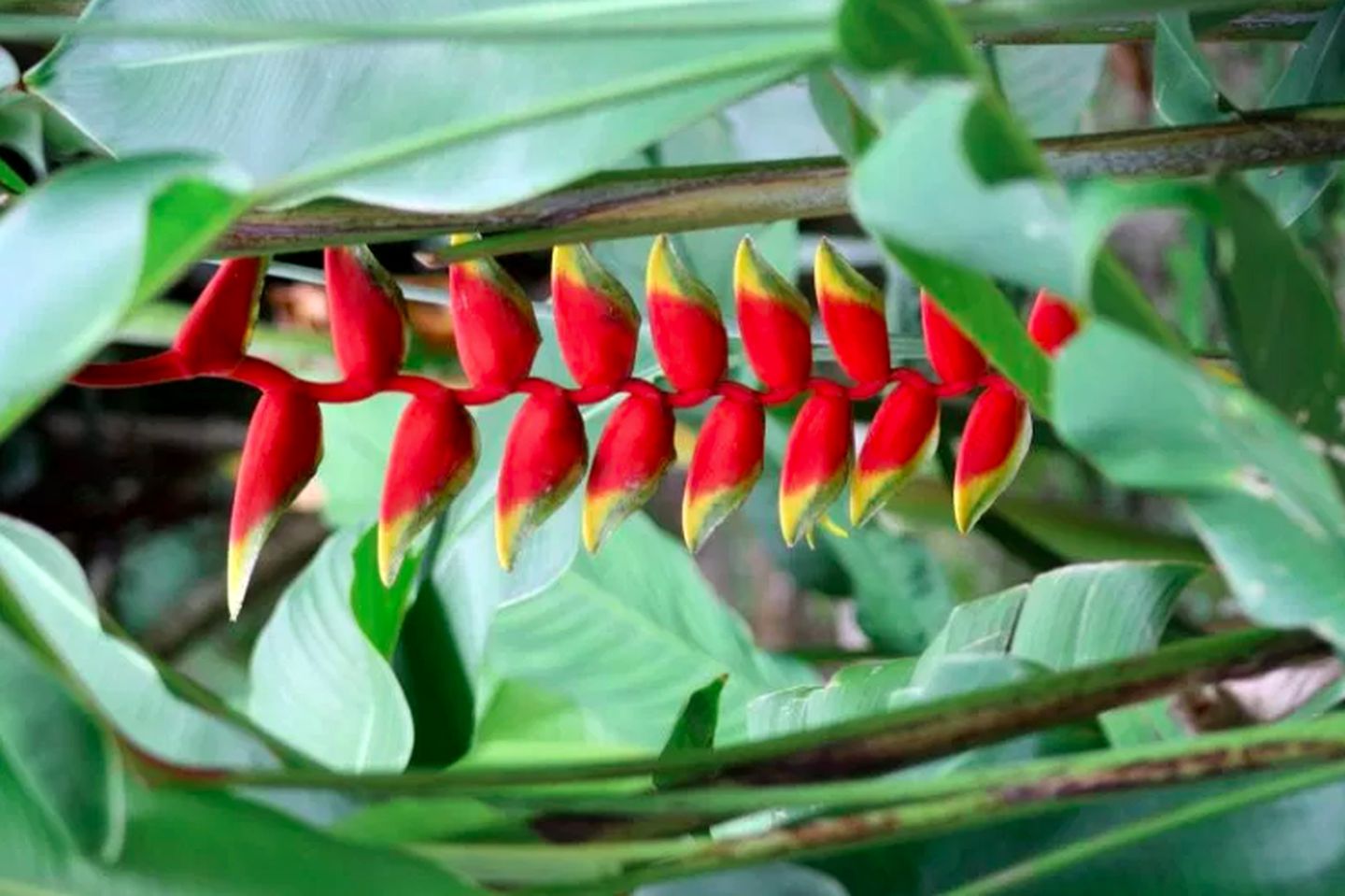 Cozy Cottage Rental Surrounded by a Lush Garden and Jungle near Sambo Creek, Honduras