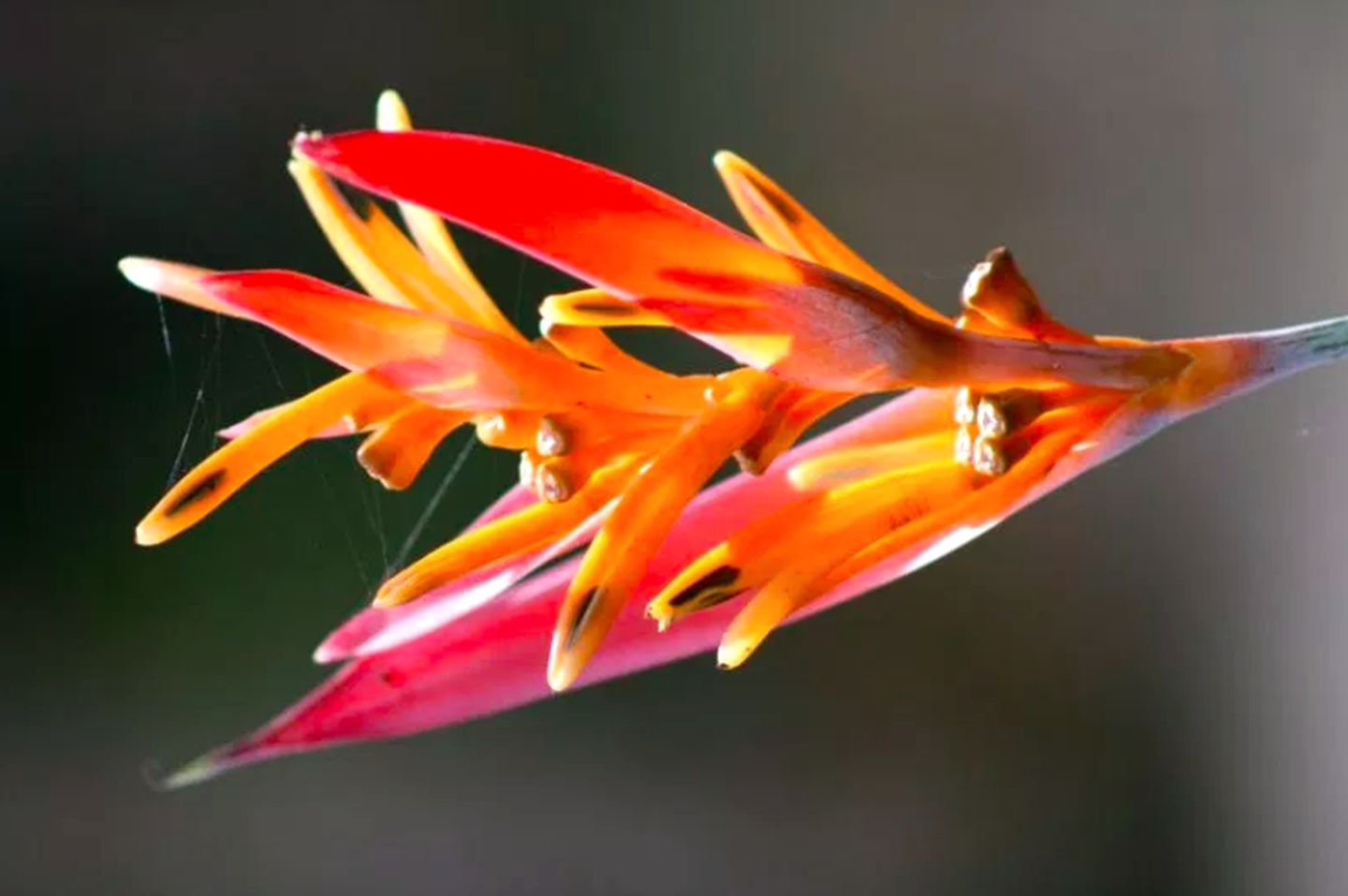 Peaceful Cottage Rental by a River near Nombre de Dios National Park, Honduras