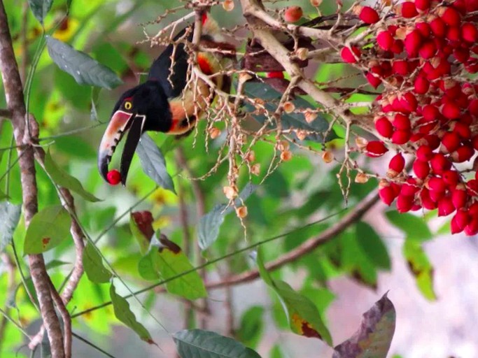 Cottages (La Ceiba, Atlantida, Honduras)