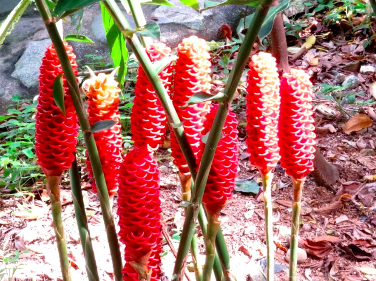 Peaceful Cottage Rental by a River near Nombre de Dios National Park, Honduras