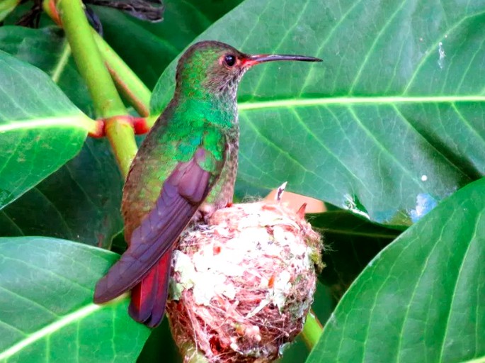 Nature Lodges (La Ceiba, Atlantida, Honduras)