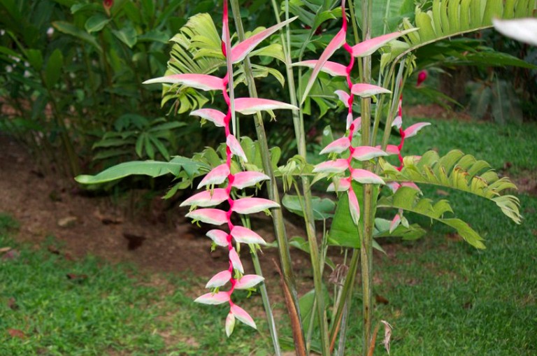 Cottages (La Ceiba, Atlantida, Honduras)