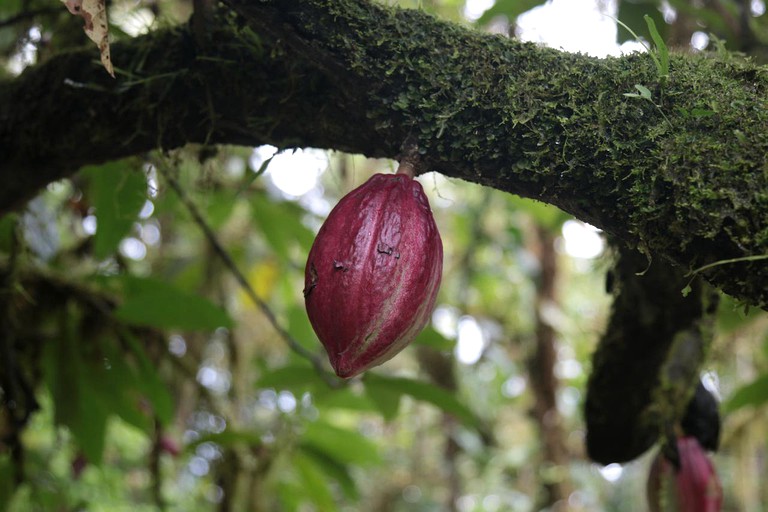 Nature Lodges (Drake Bay, Puntarenas, Costa Rica)