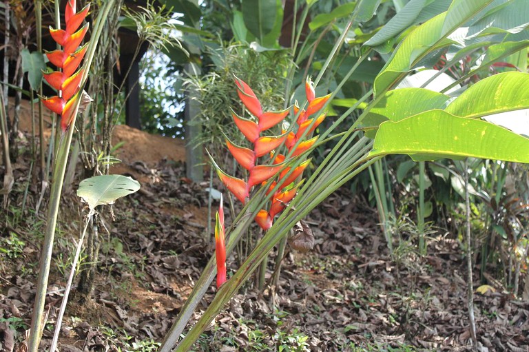 Nature Lodges (Drake Bay, Puntarenas, Costa Rica)