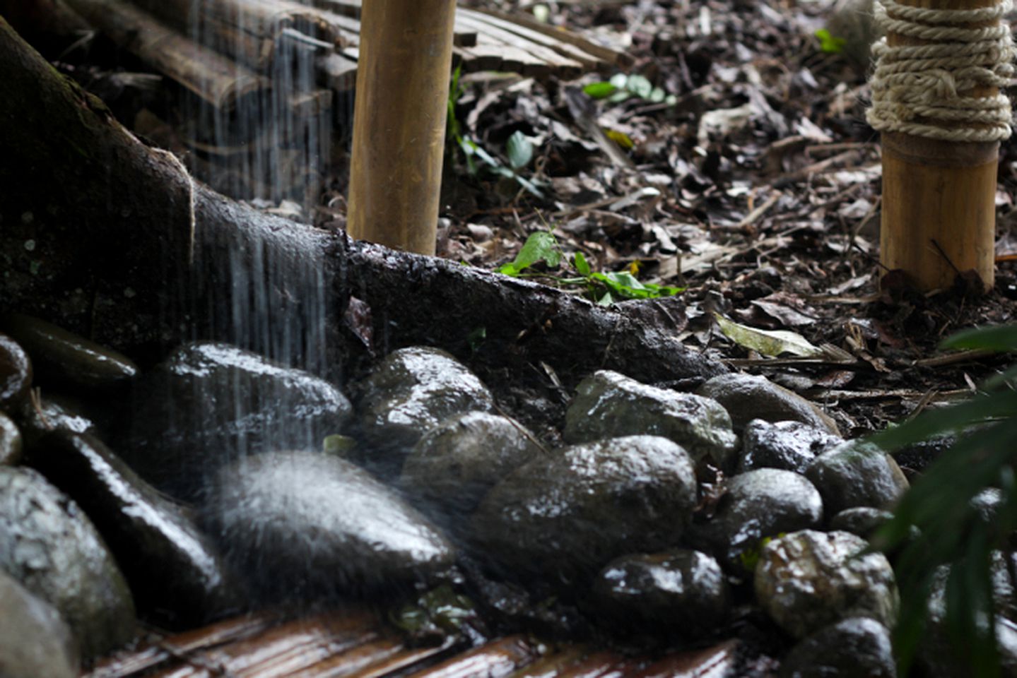 Vivientes Org - Museum Homestay - Nature Lodge