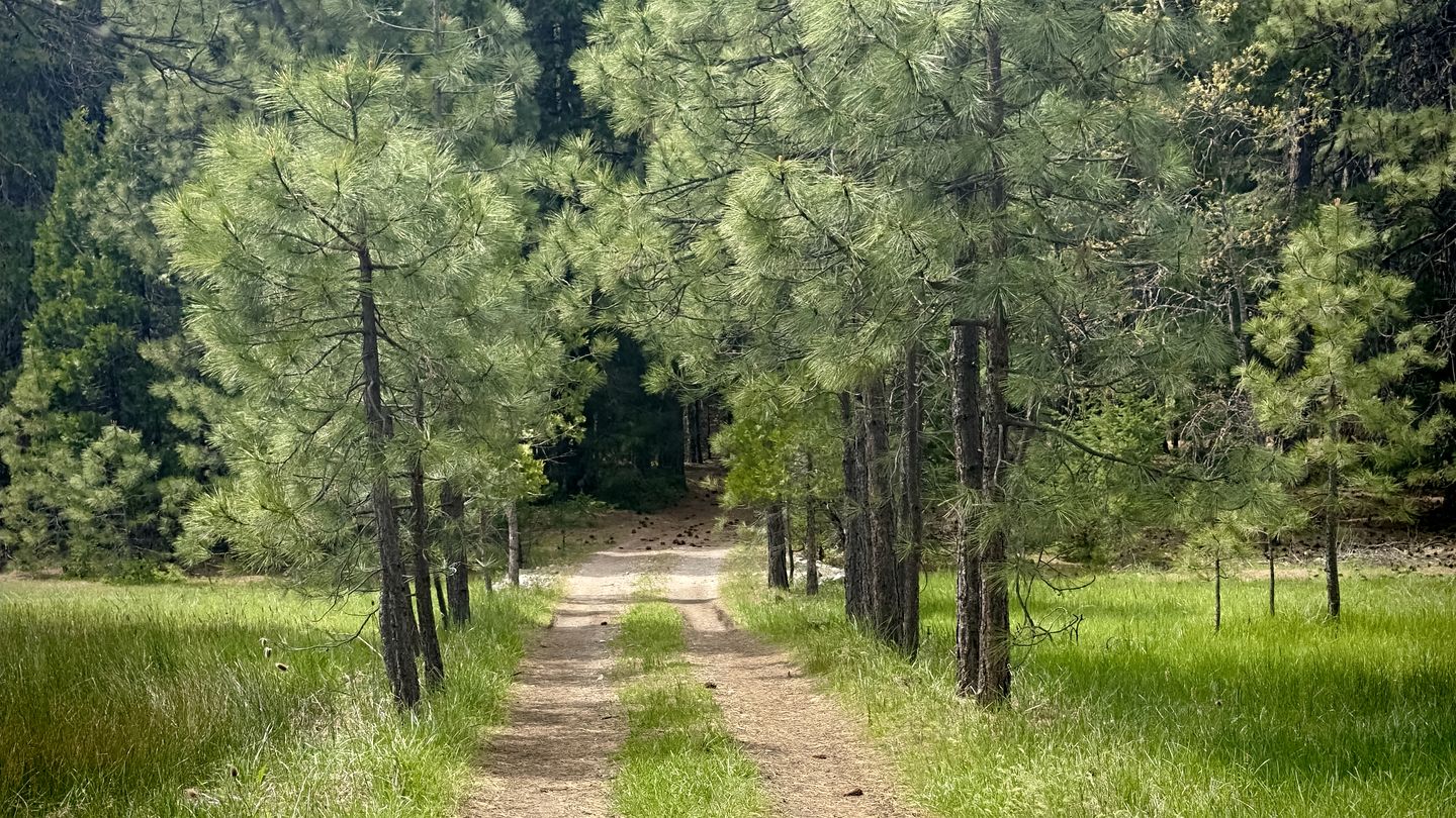 Cozy Cabin Escape with Pond, Creek & Firepit in Mount Shasta, California