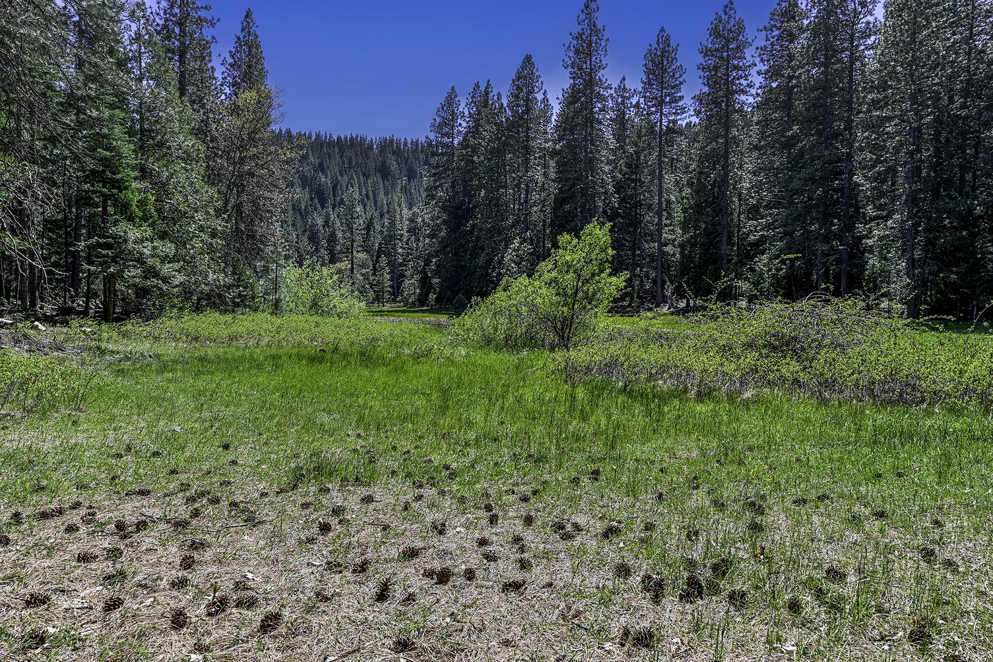 Cozy Cabin Escape with Pond, Creek & Firepit in Mount Shasta, California