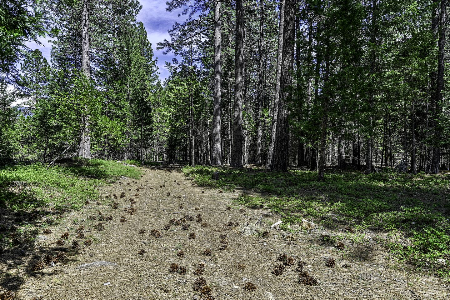 Cozy Cabin Escape with Pond, Creek & Firepit in Mount Shasta, California