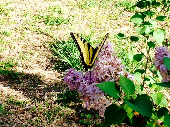 Cabins (Gamaliel, Arkansas, United States)