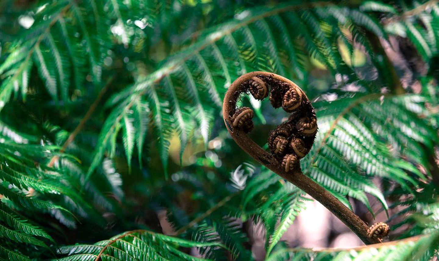 Secluded Cabin Rental Perfect for a Couples' Holiday near Whangarei, North Island