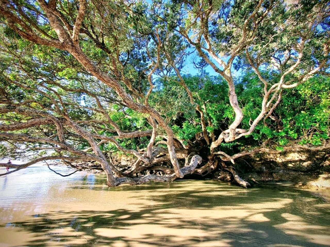 Waipu Luxury Glamping Dome, Perfect for an Outdoor Holiday