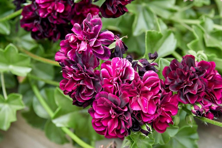 Nature Lodges (Waitoki, North Island, New Zealand)