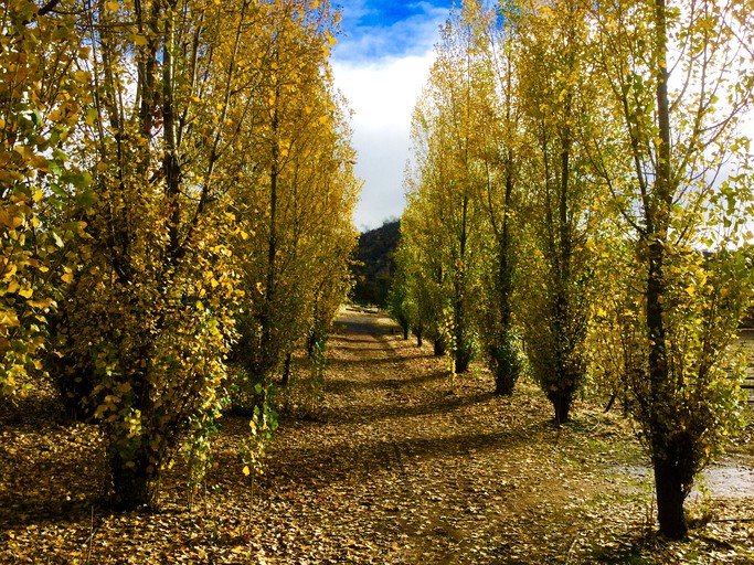 Cabins (Catheys Valley, California, United States)