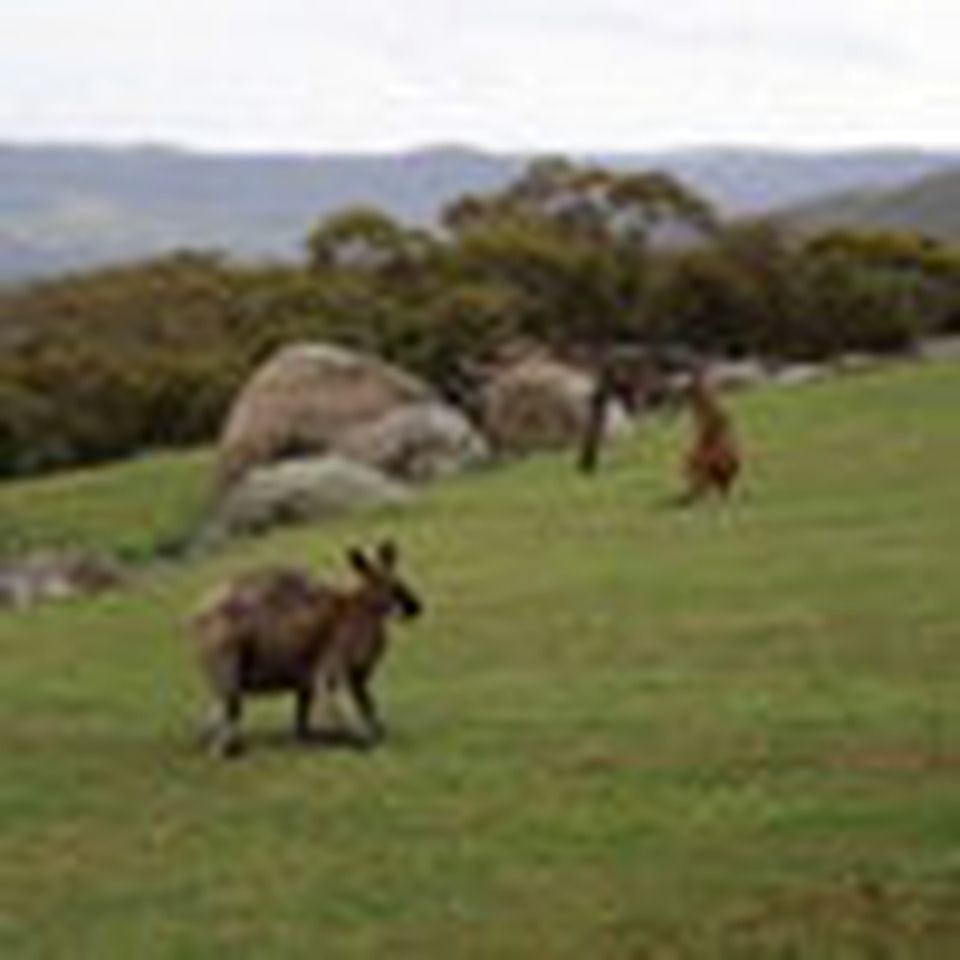 Cozy Family Lodge Room Close to Hiking and Fishing in Kosciuszko National Park, Australia