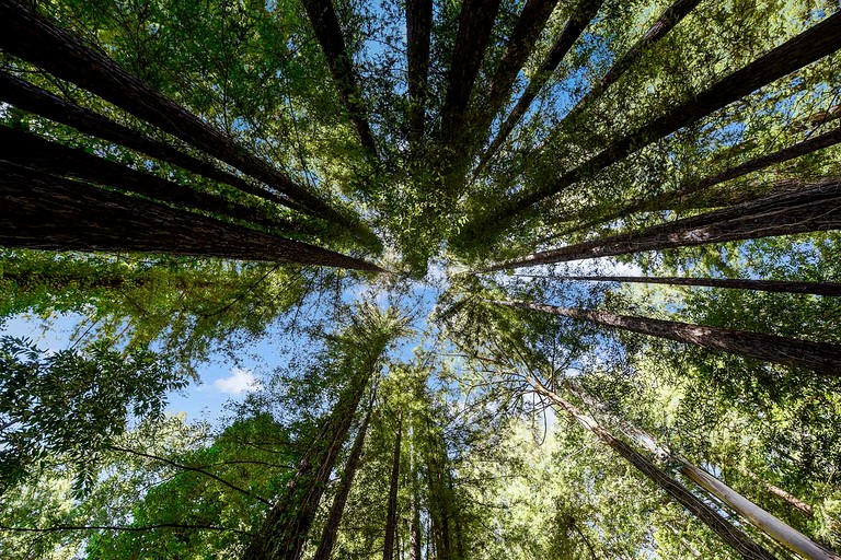 Cabins (United States of America, Guerneville, California)