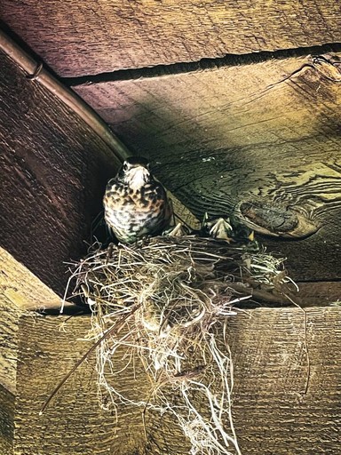 Cabins (United States of America, Denver, New York)