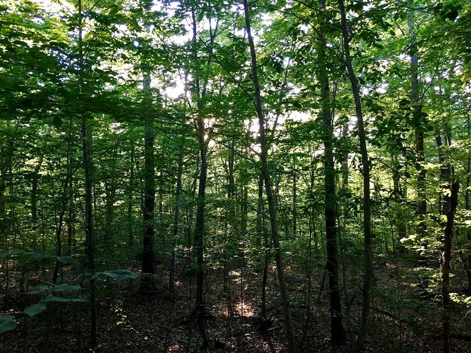 Tree Houses (Norwich, Connecticut, United States)