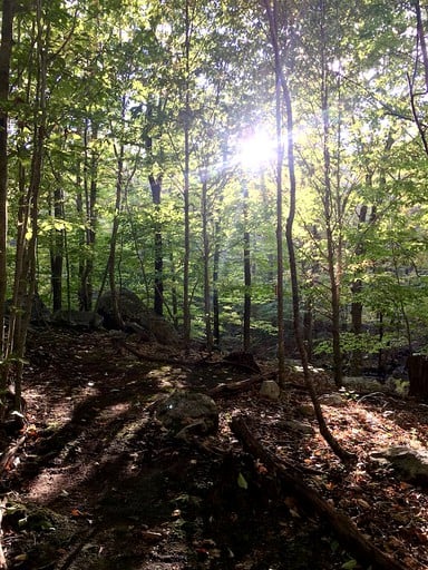 Tree Houses (Norwich, Connecticut, United States)