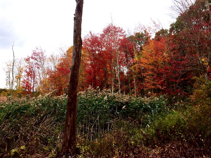 Tree Houses (Norwich, Connecticut, United States)