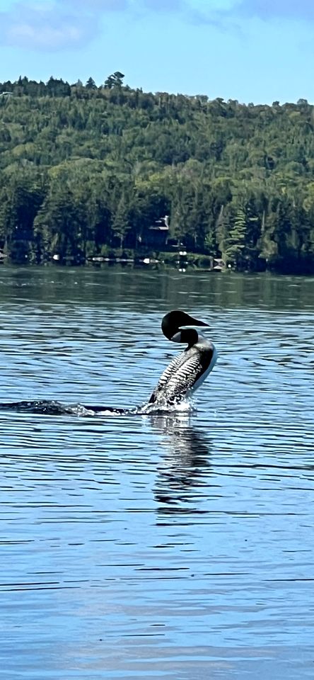 Waterfront Cabin with Private Deck Loaded with Kayaks in Maine