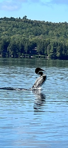 Cabins (United States of America, Greenville, Maine)