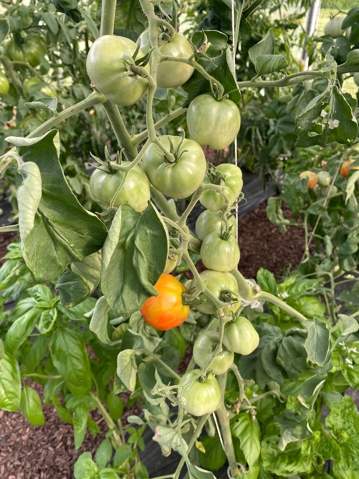 Rustic Family Cottage with Panoramic Nature Views in Tennessee