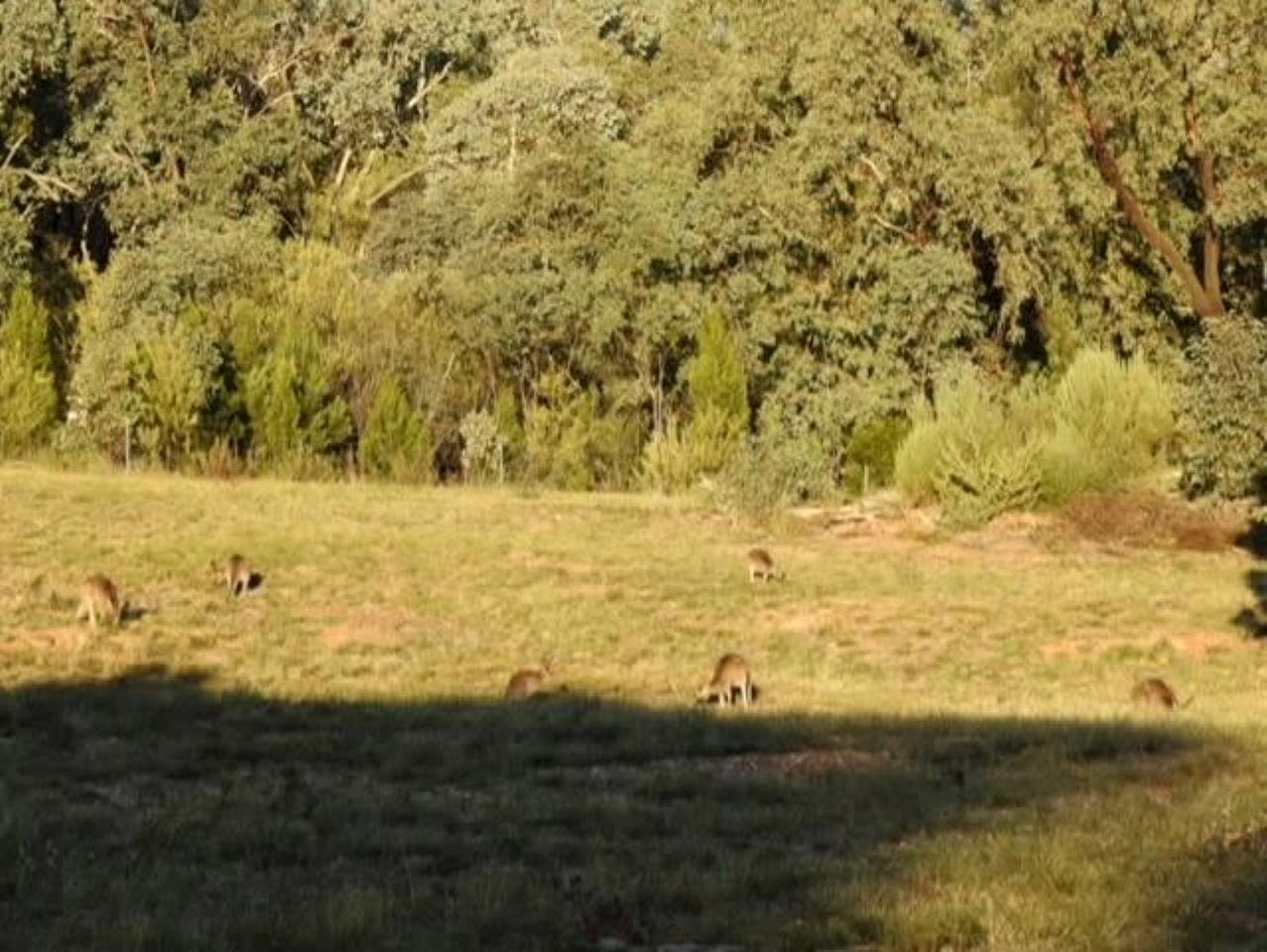 Welcoming Tiny House with Outdoor Pool in New South Wales