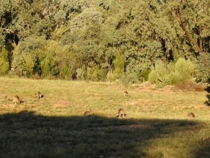 Tiny Houses (Australia, Parkes, New South Wales)
