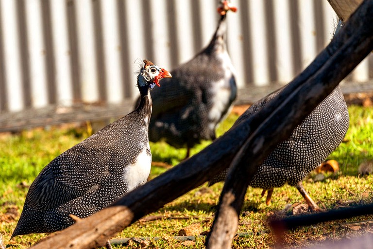 Tiny Houses (Australia, Parkes, New South Wales)