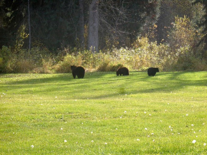 Cabins (Clearwater, British Columbia, Canada)