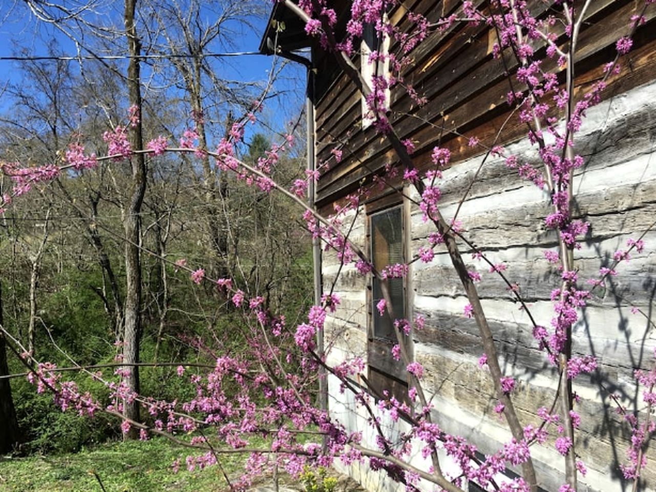 Family-Friendly Suite Rental with National Park Access in Townsend, Tennessee