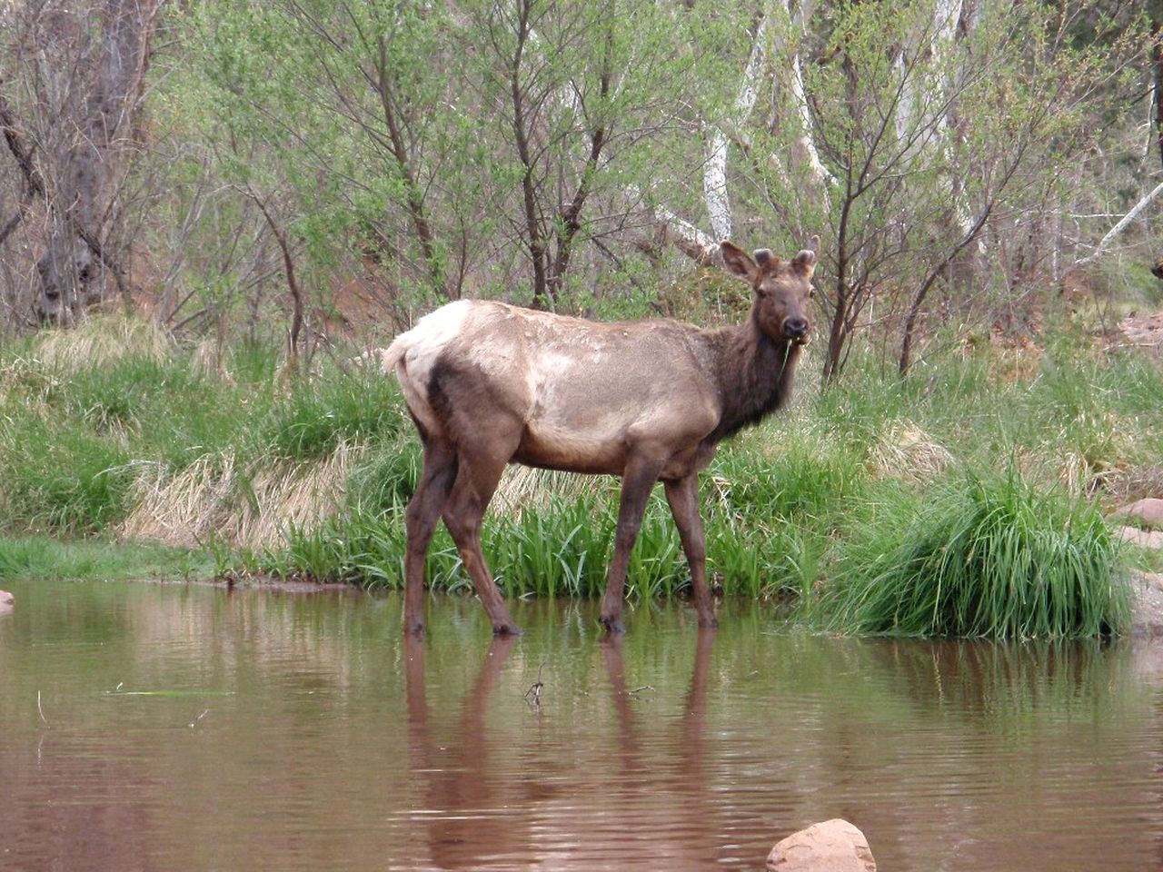 Secluded Family-Friendly Cabin with Outdoor Theme near Phoenix, Arizona