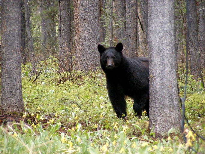 Cabins (Anaconda, Montana, United States)