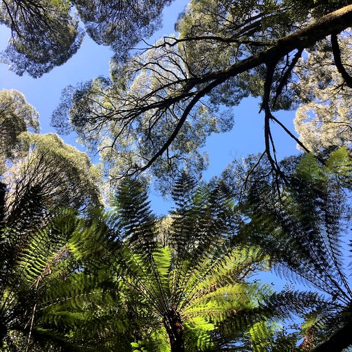 Cottages (Australia, Tanybryn, Victoria)
