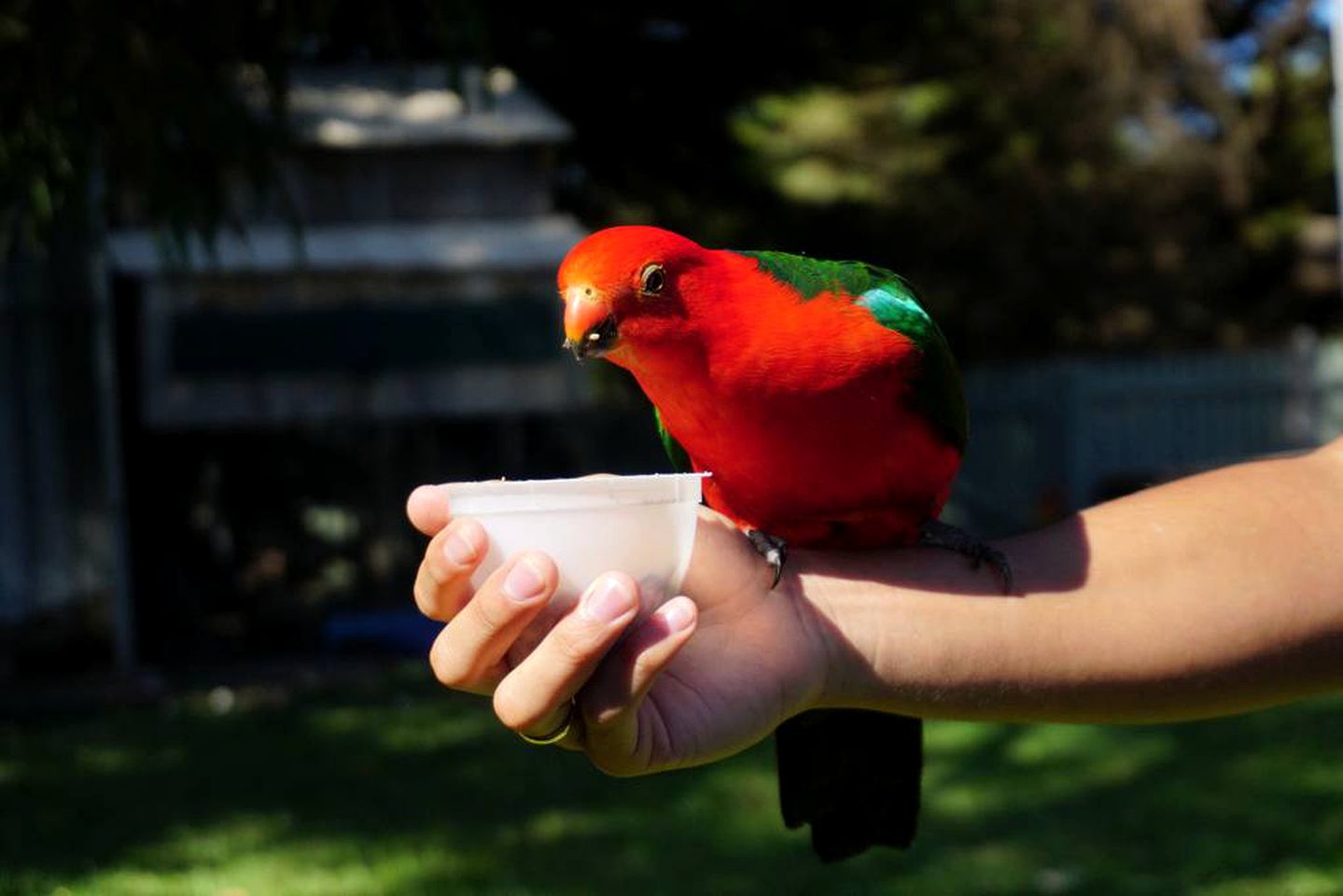 Charming Farmstay Cottage in the Hills of Wongarra near Apollo Bay in Victoria