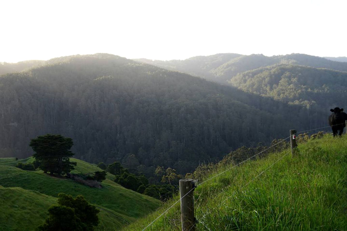 Charming Farmstay Cottage in the Hills of Wongarra near Apollo Bay in Victoria