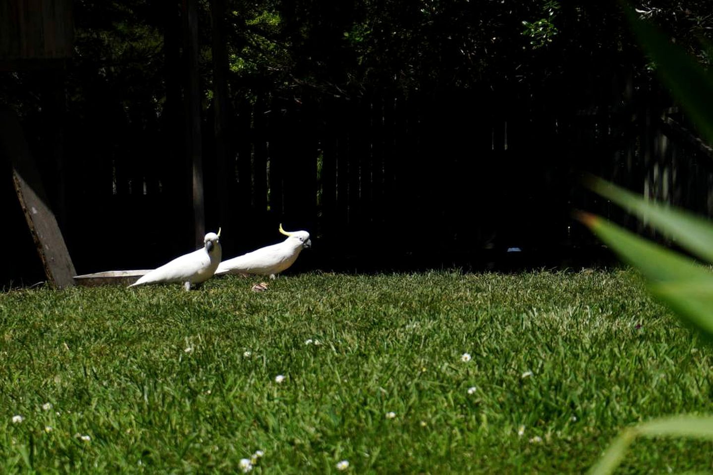 Charming Farmstay Cottage in the Hills of Wongarra near Apollo Bay in Victoria