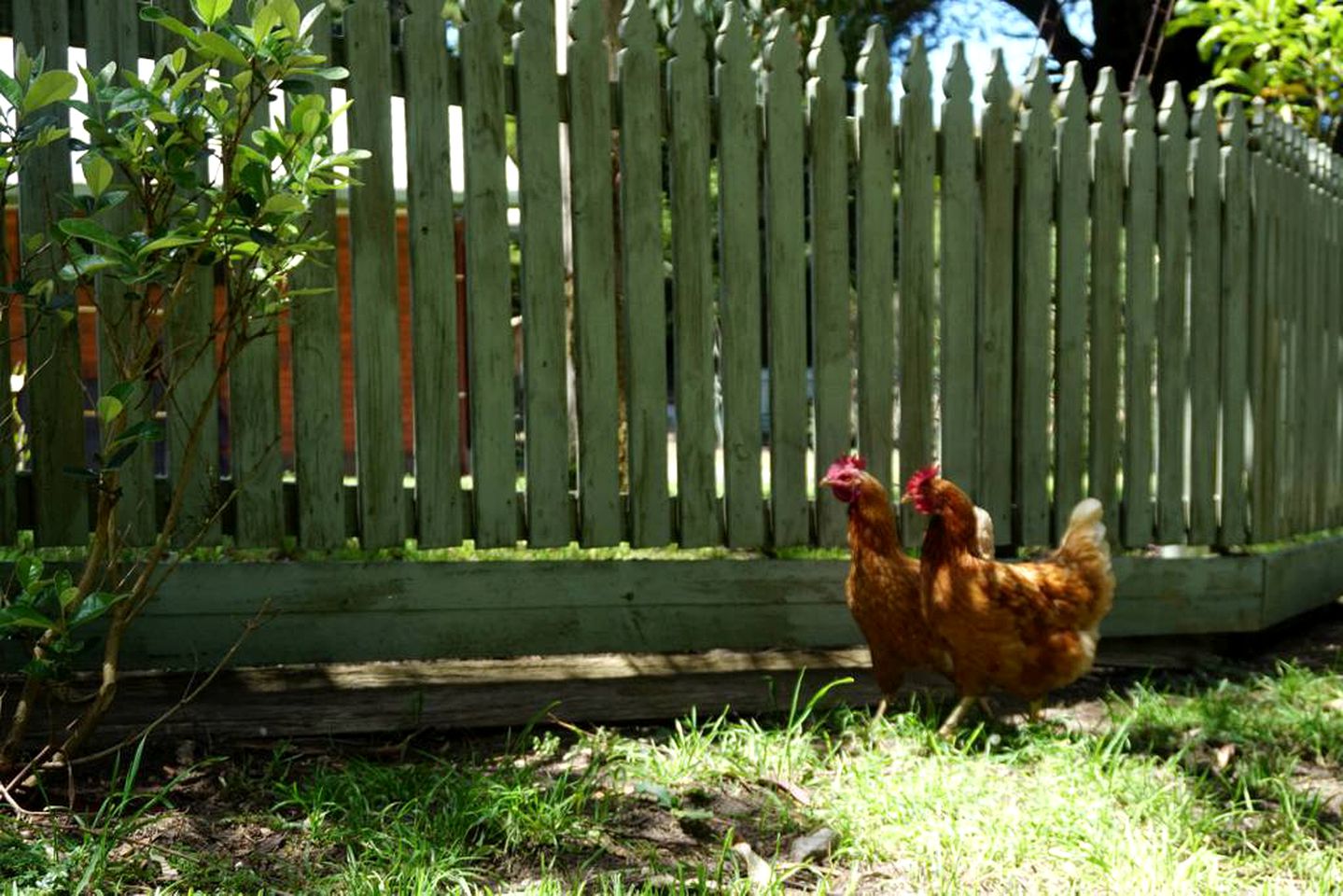 Charming Farmstay Cottage in the Hills of Wongarra near Apollo Bay in Victoria