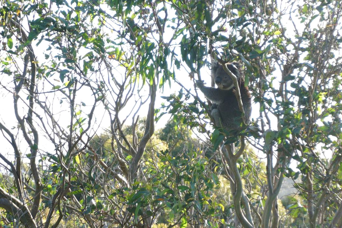 Charming Farmstay Cottage in the Hills of Wongarra near Apollo Bay in Victoria