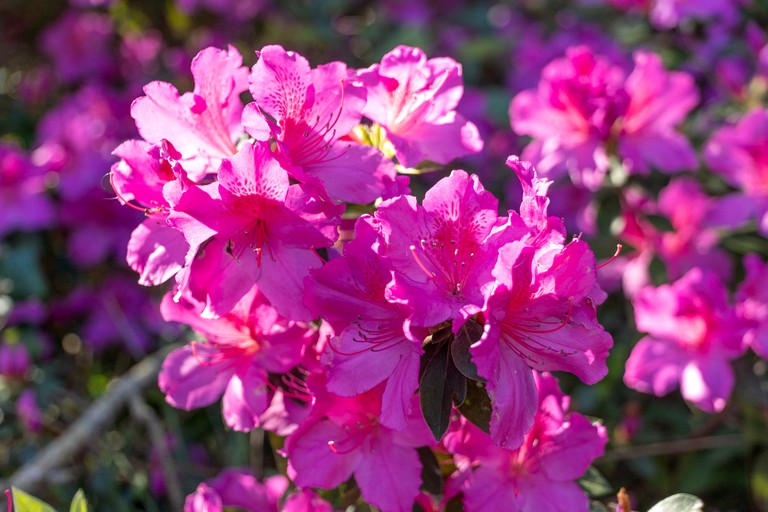Floating Homes (United States of America, Dauphin Island, Alabama)