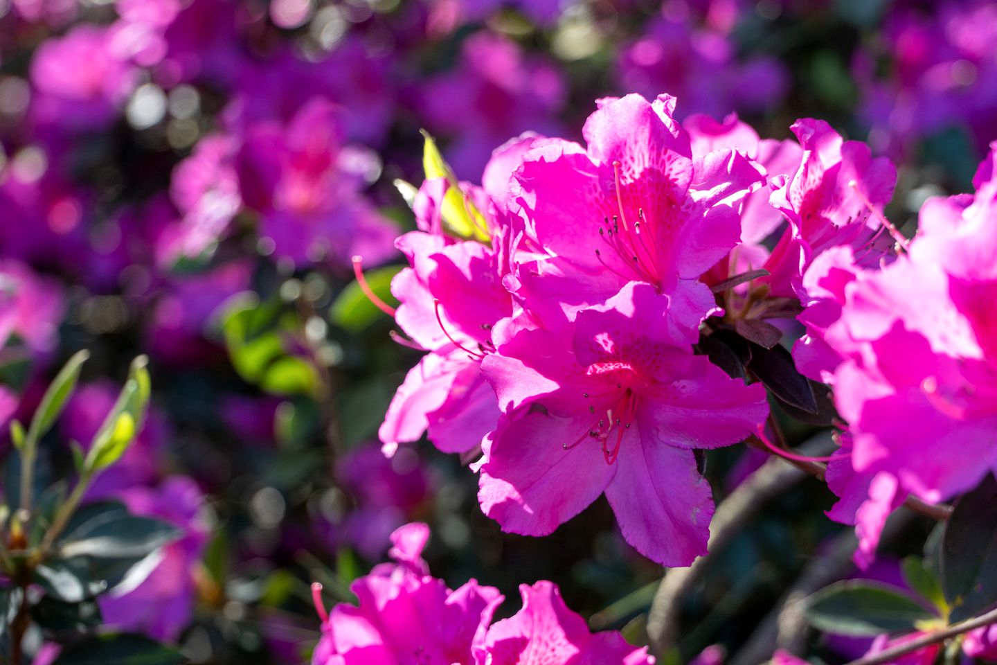 Stylish Coastal Retreat with Luxury Amenities near the Beaches and Golf Course on Dauphin Island, Alabama