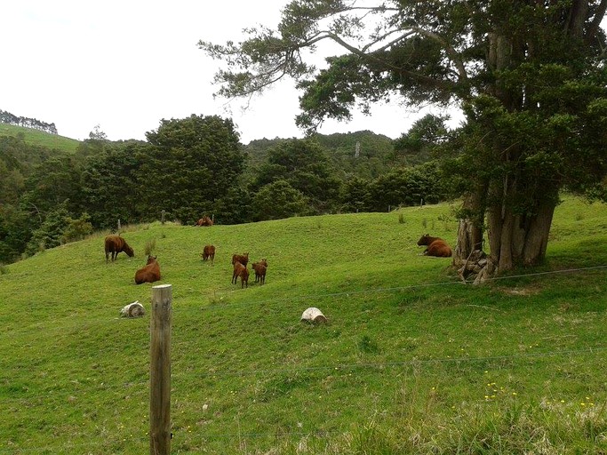 Nature Lodges (Kaiwaka, North Island, New Zealand)