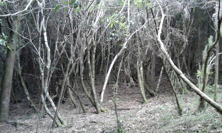 Nature Lodges (Kaiwaka, North Island, New Zealand)