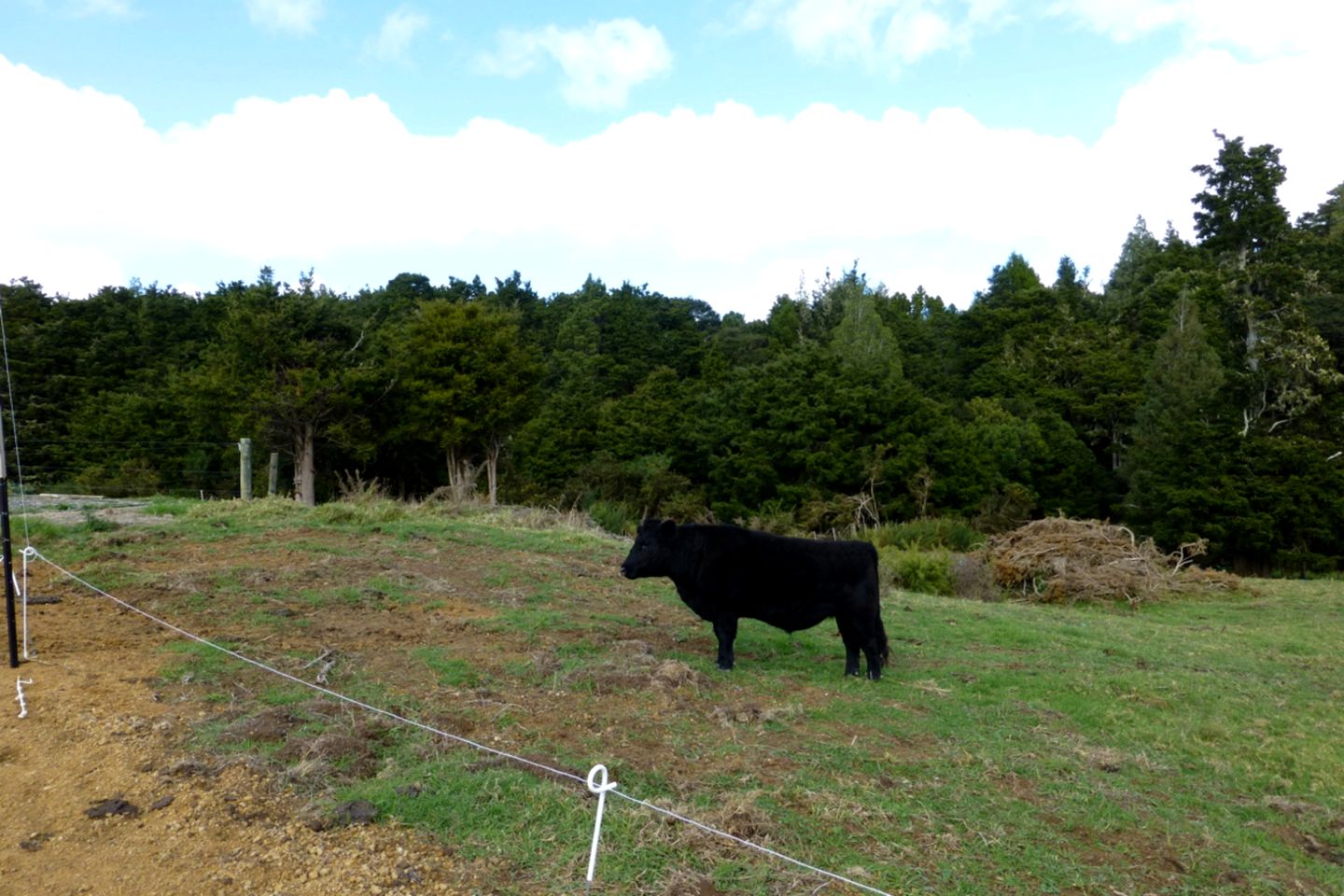 Romantic Room Rental in Bed and Breakfast near Kaiwaka, New Zealand