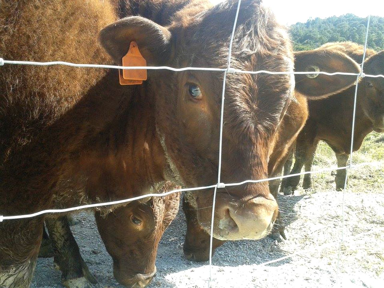Lovely Room Rental on Secluded Farm near Kaiwaka, New Zealand