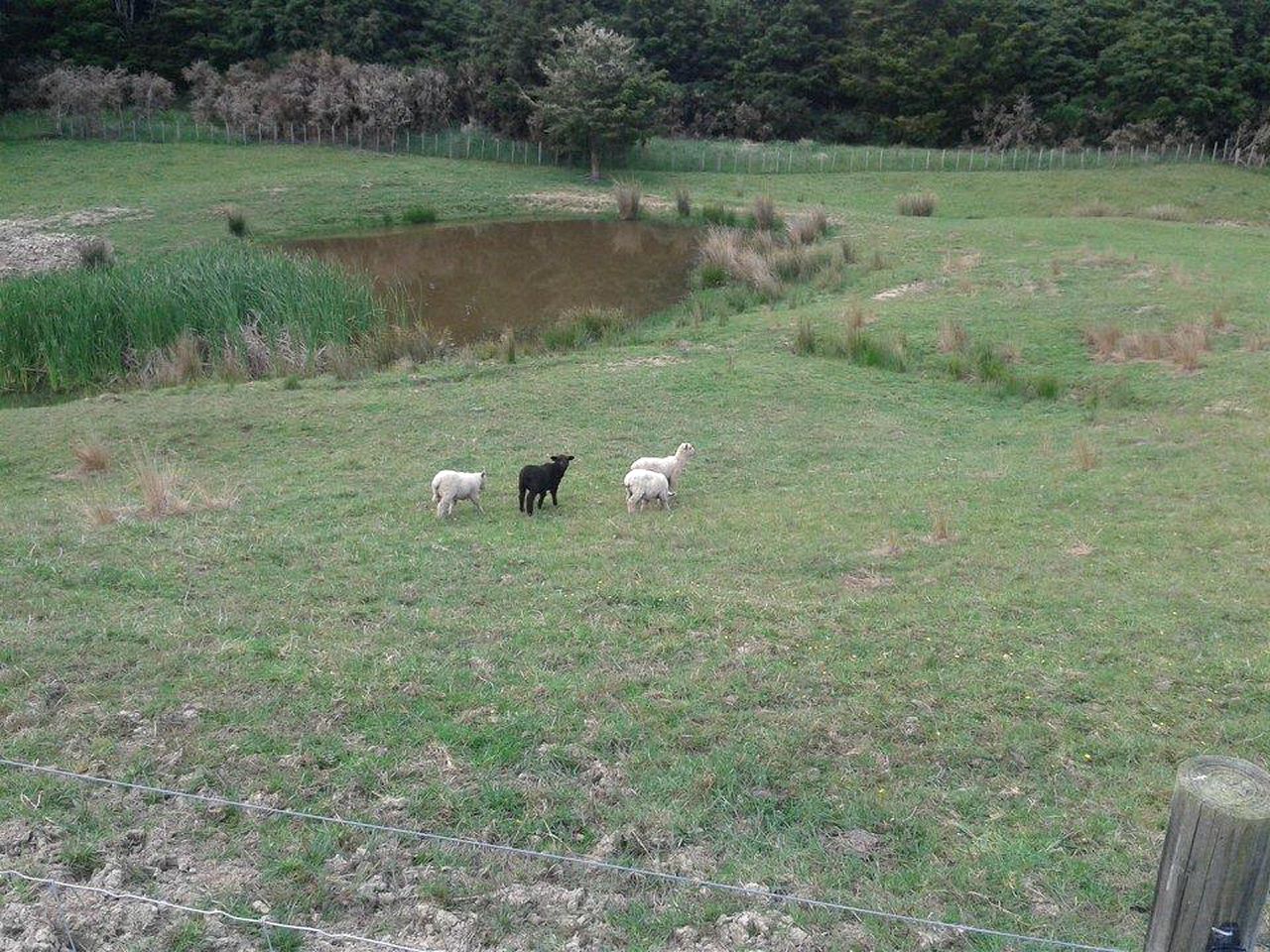 Lovely Room Rental on Secluded Farm near Kaiwaka, New Zealand