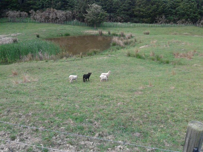 Nature Lodges (Kaiwaka, North Island, New Zealand)