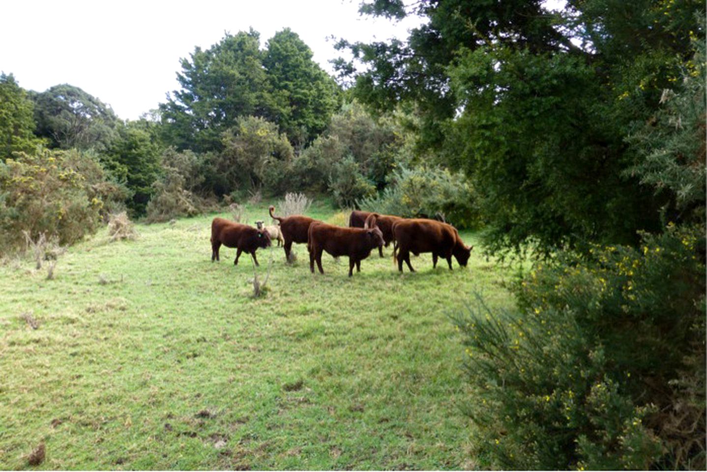 Lovely Room Rental on Secluded Farm near Kaiwaka, New Zealand