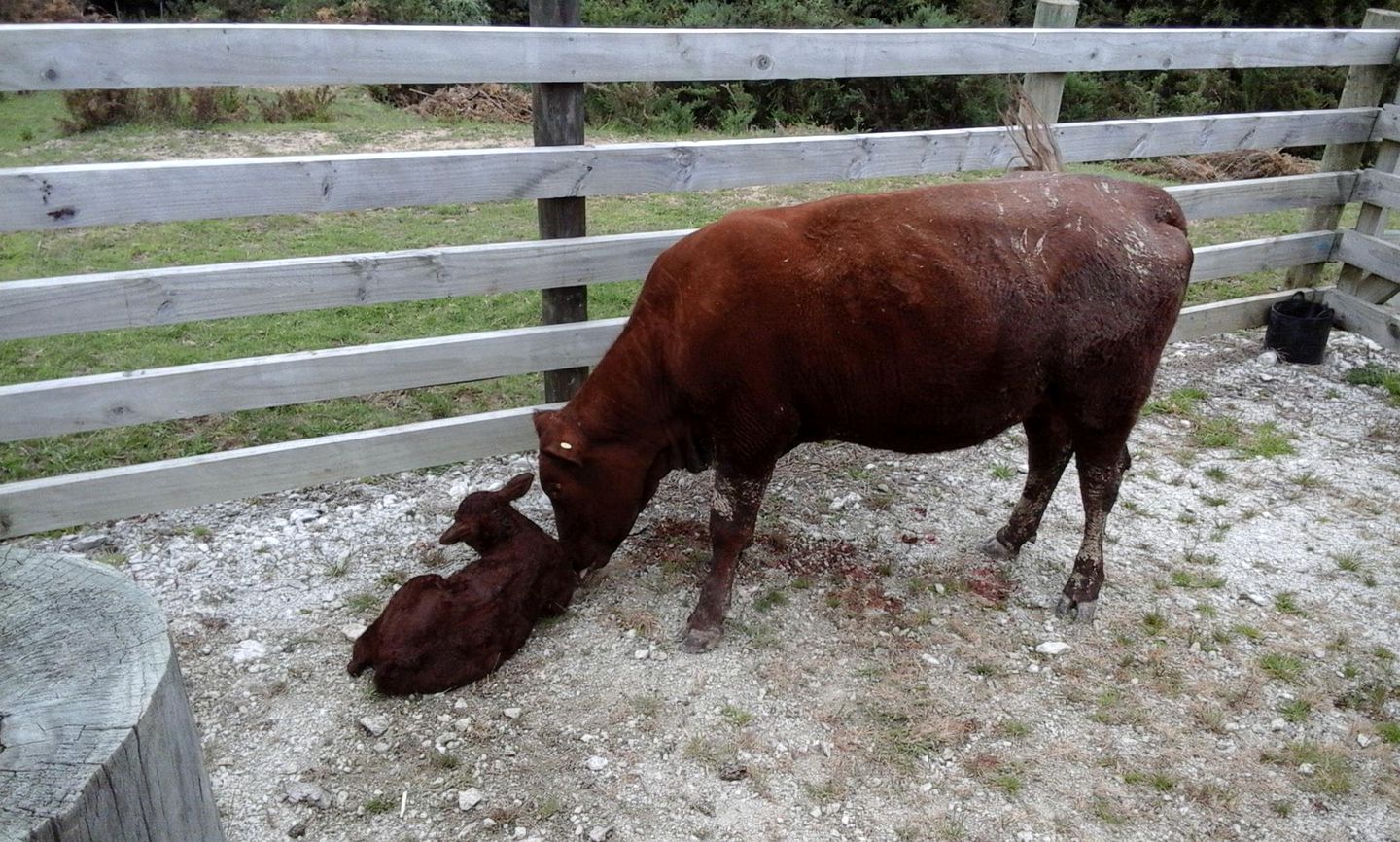 Lovely Room Rental on Secluded Farm near Kaiwaka, New Zealand